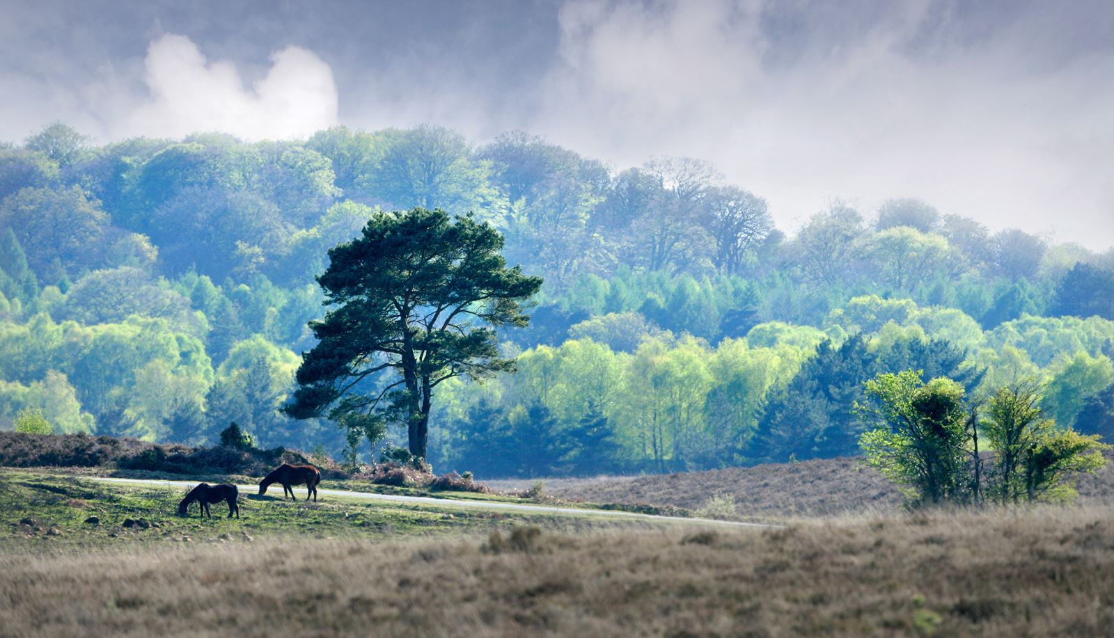 The New Forest National Park